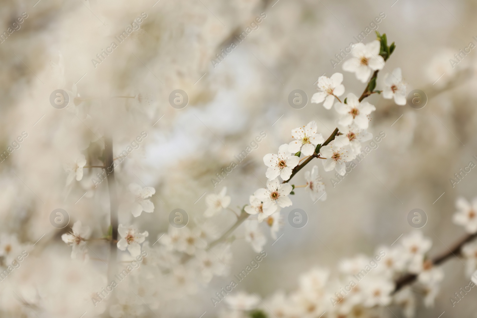 Photo of Closeup view of blossoming tree outdoors on spring day