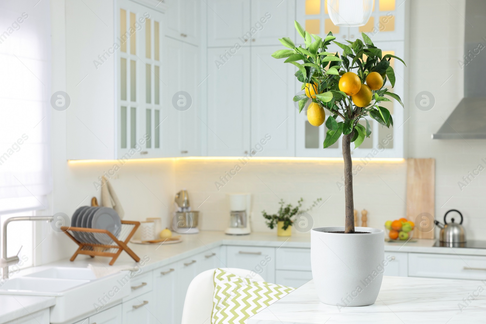 Photo of Potted lemon tree with ripe fruits on kitchen countertop, space for text