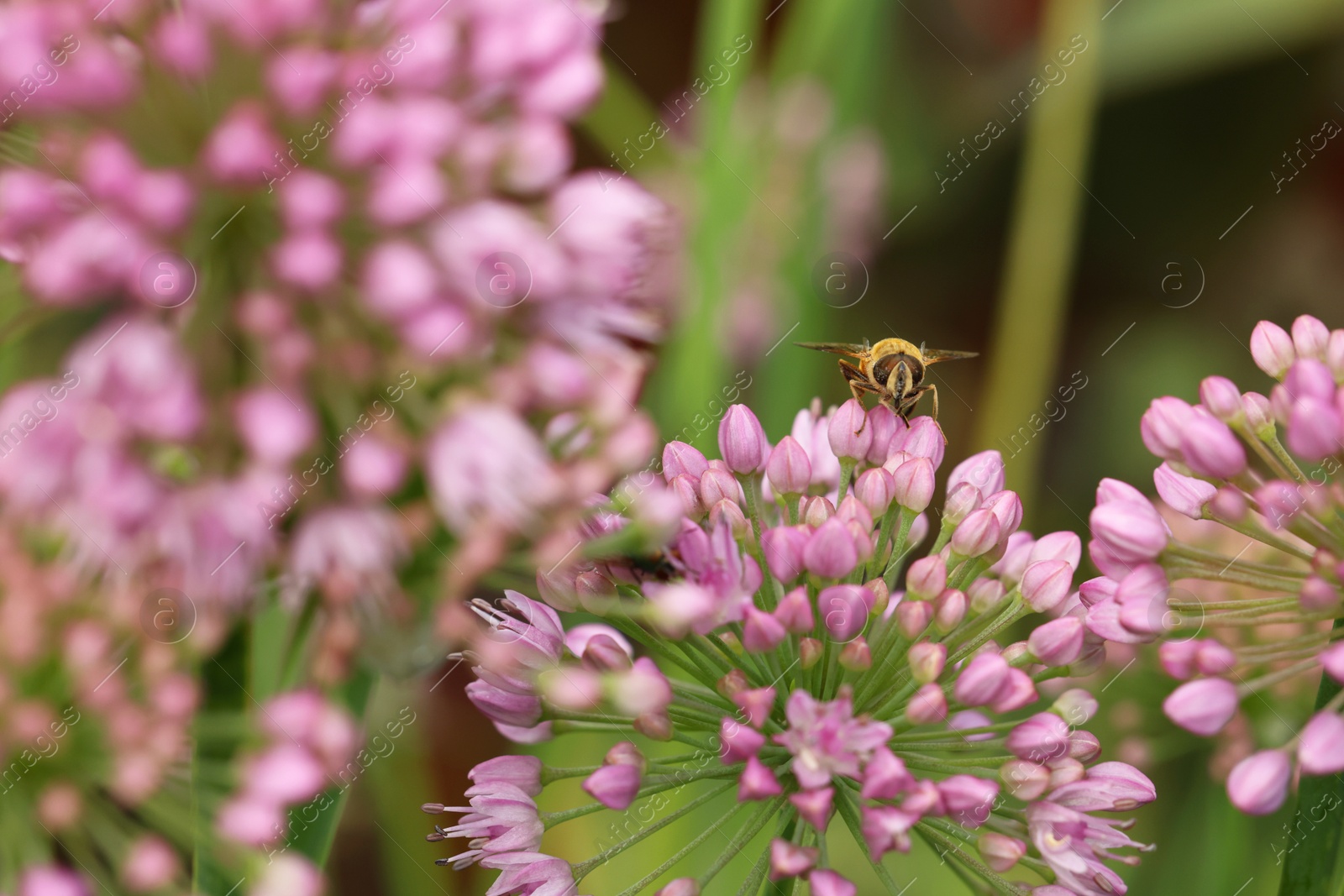 Photo of Honeybee collecting pollen from beautiful flower outdoors, closeup