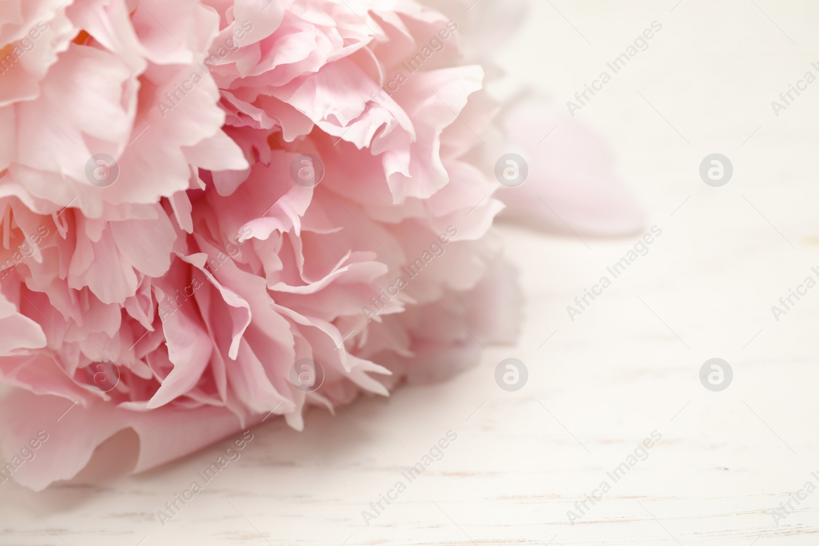 Photo of Beautiful blooming pink peony on white wooden table, closeup