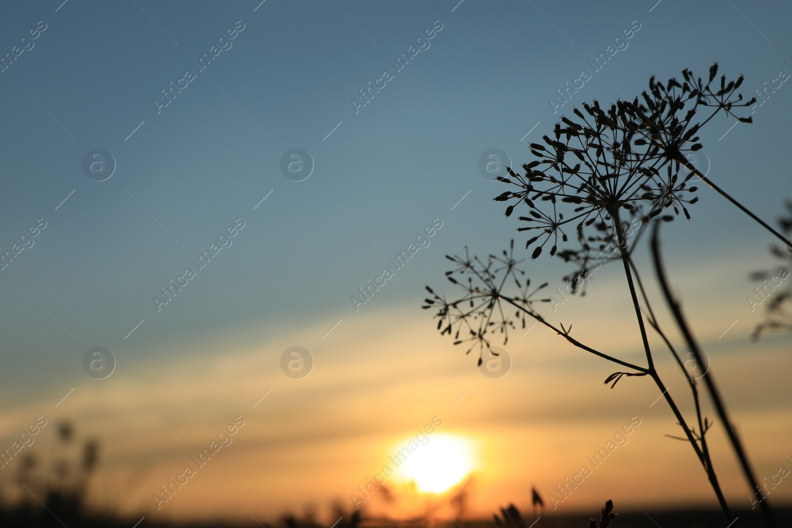 Photo of Beautiful wild flowers in field at sunrise, closeup. Early morning landscape