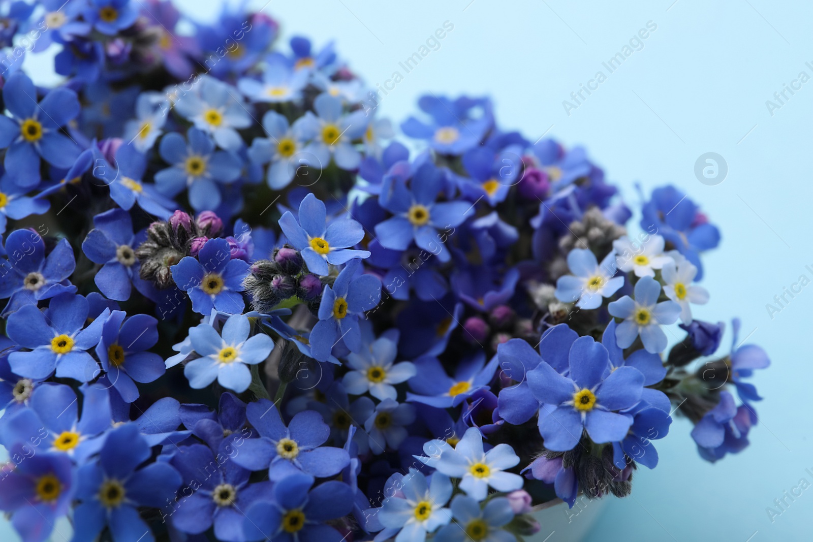 Photo of Beautiful forget-me-not flowers on light blue background, closeup