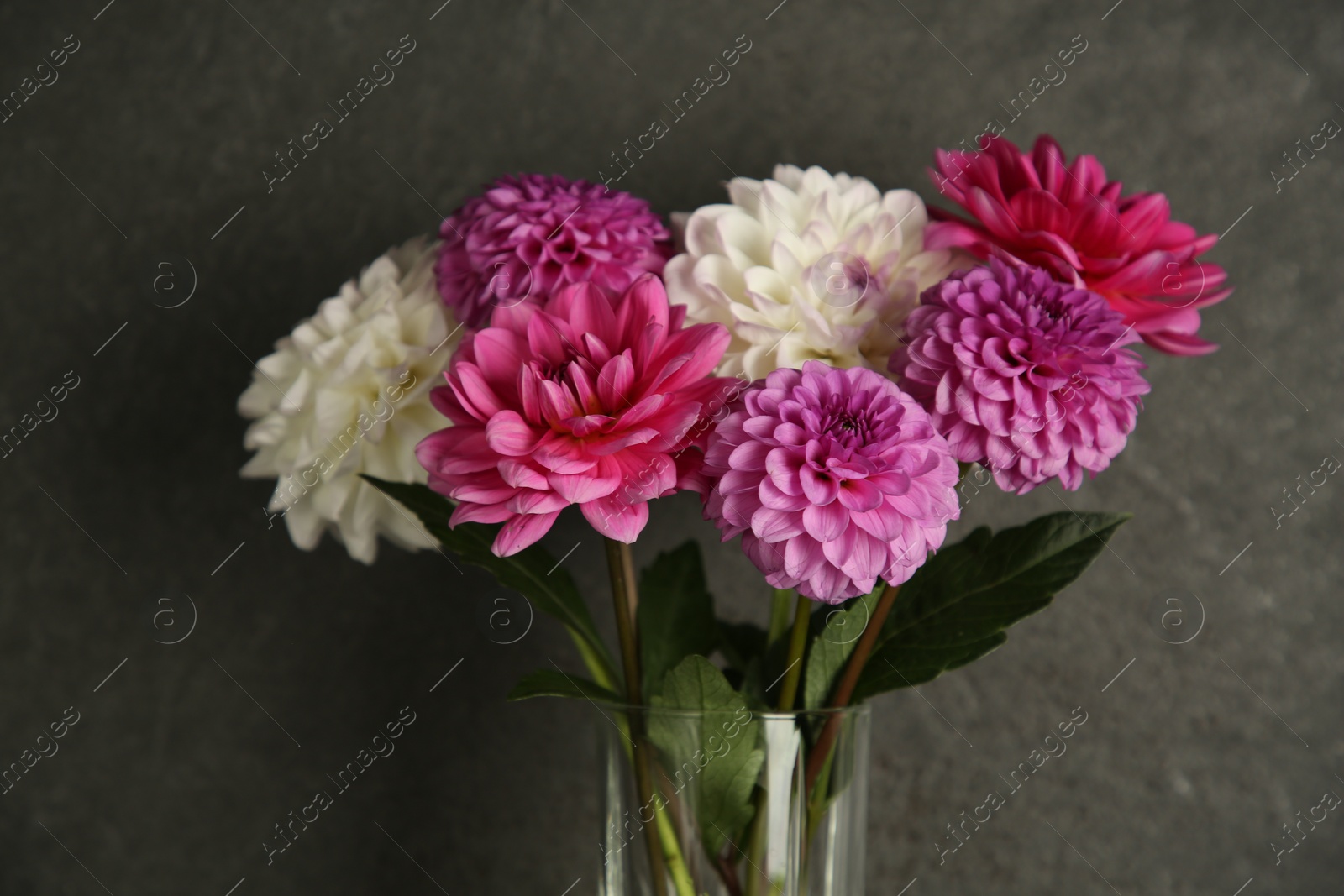 Bouquet of beautiful Dahlia flowers near dark grey wall, closeup Photo of Bouquet of beautiful Dahlia flowers near dark grey wall, closeup