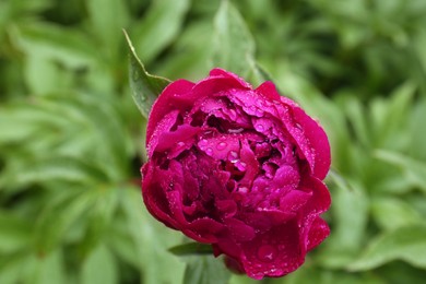 Photo of Beautiful red peony flower with dew drops outdoors, top view