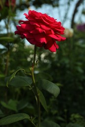 Photo of Beautiful blooming dark pink rose on bush outdoors