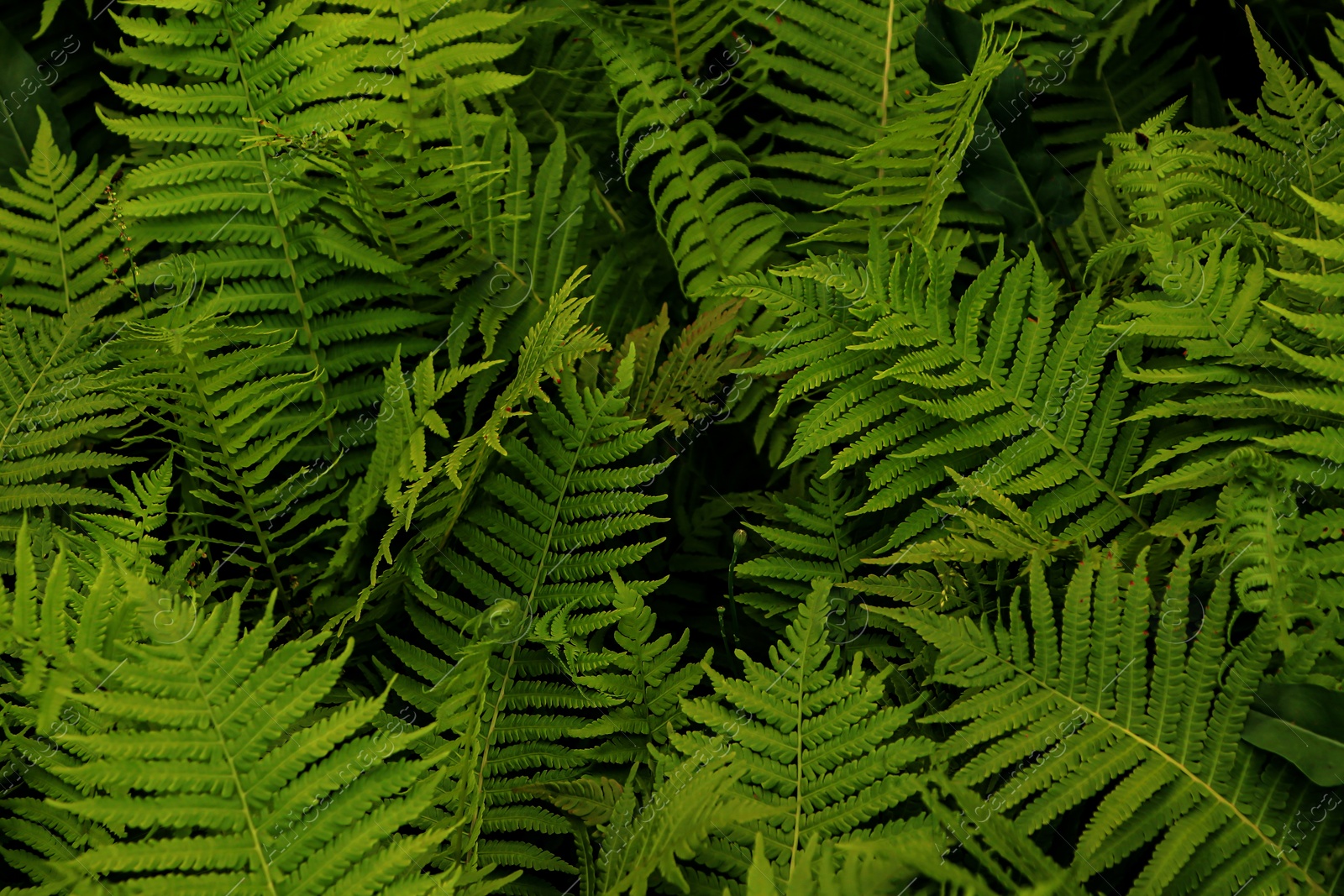 Photo of Beautiful fern with lush green leaves growing outdoors