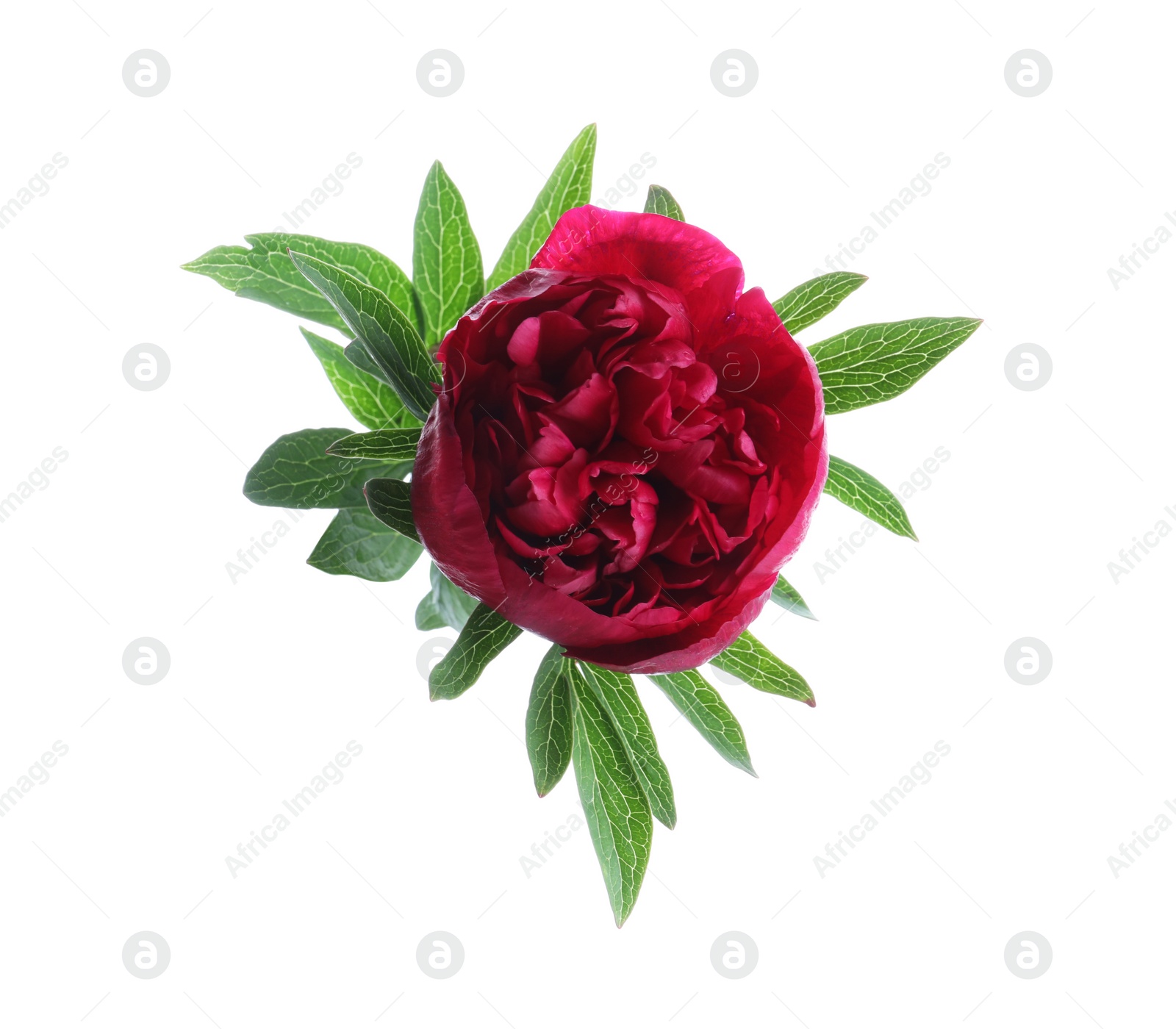 Photo of Beautiful red peony with leaves isolated on white