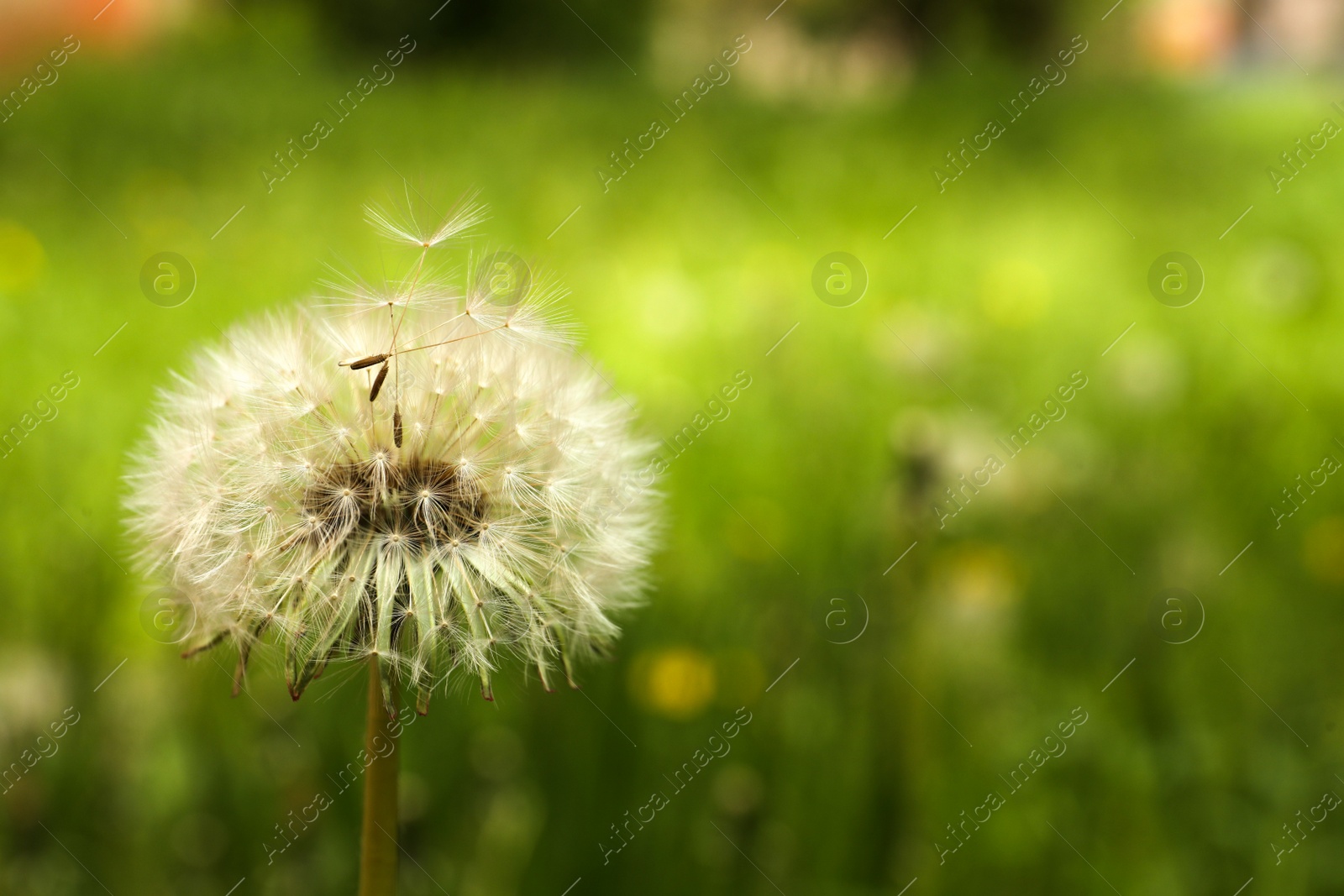 Photo of Fluffy dandelion growing outdoors, closeup. Space for text