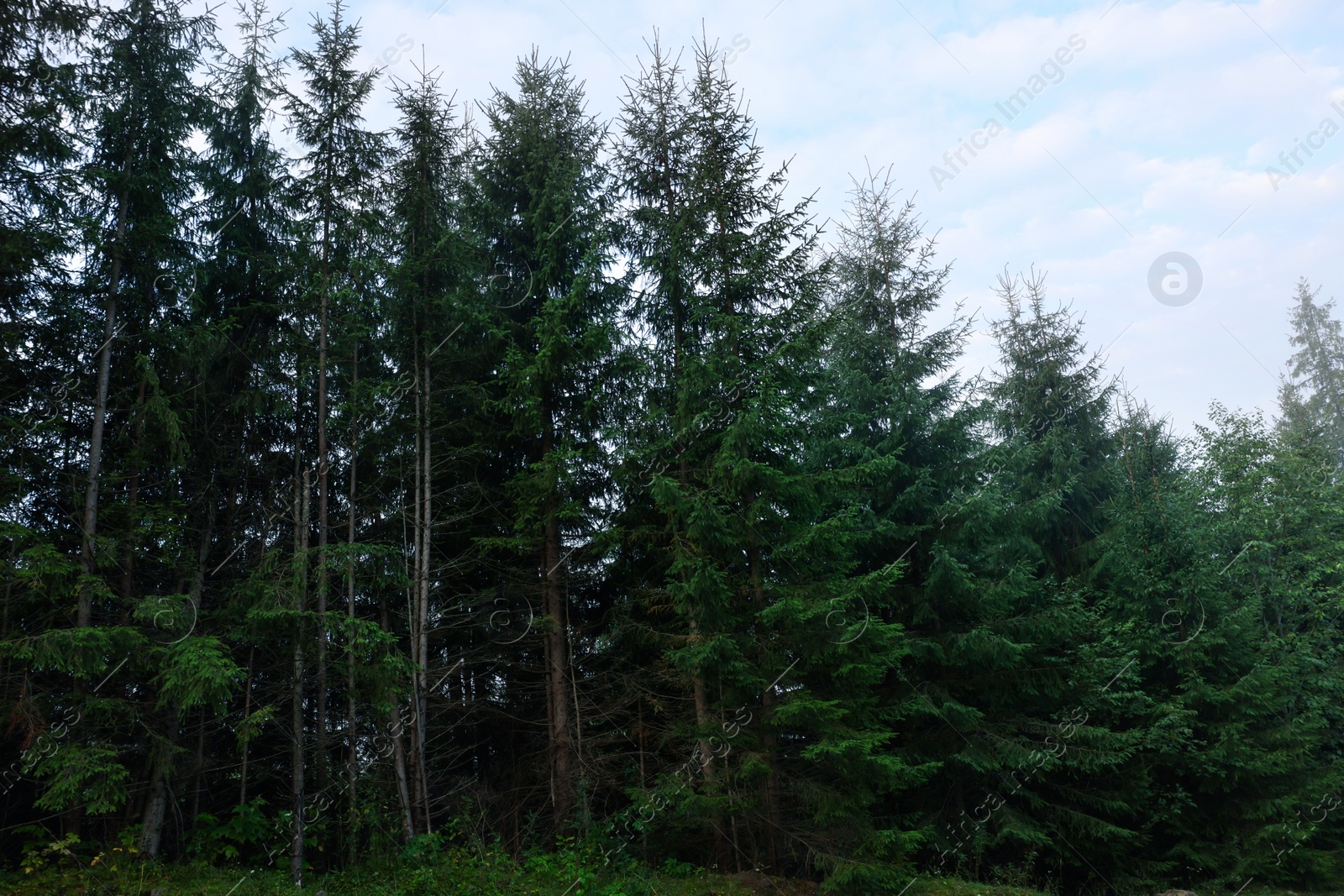 Photo of Beautiful green conifer trees growing in forest