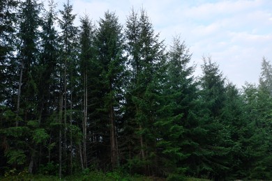 Photo of Beautiful green conifer trees growing in forest