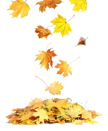 Image of Beautiful autumn leaves falling on white background