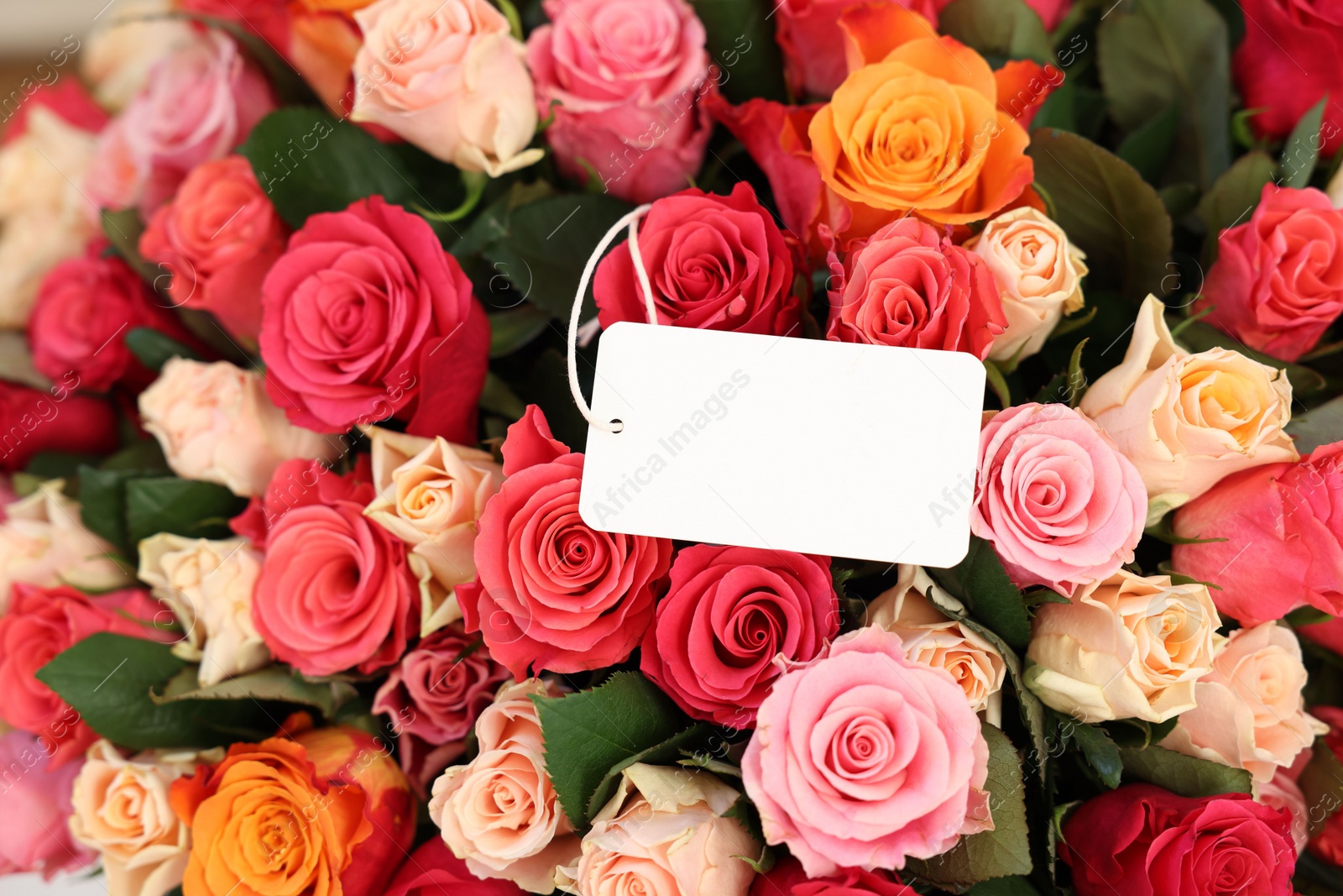 Photo of Bouquet of beautiful roses with blank card, closeup