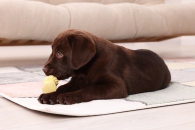 Photo of Cute chocolate Labrador Retriever puppy gnawing bone dog toy on rug at home. Lovely pet