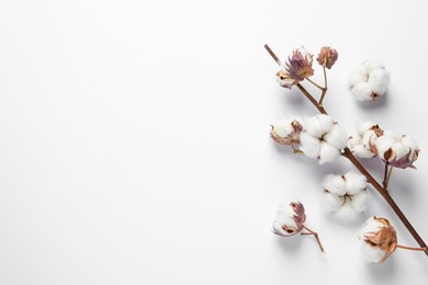 Photo of Dry cotton branch with fluffy flowers on white background, flat lay. Space for text