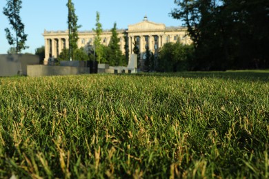 Lush green grass outdoors on sunny day