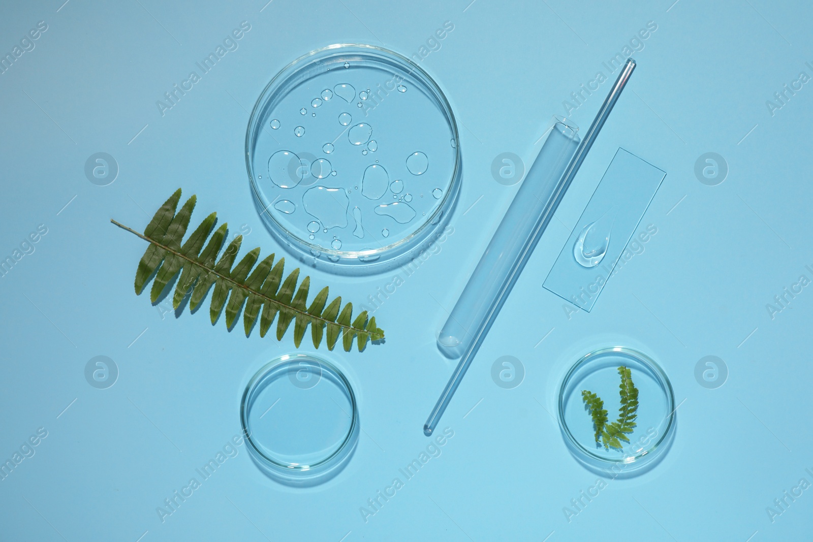 Photo of Flat lay composition with fern and laboratory glassware on light blue background