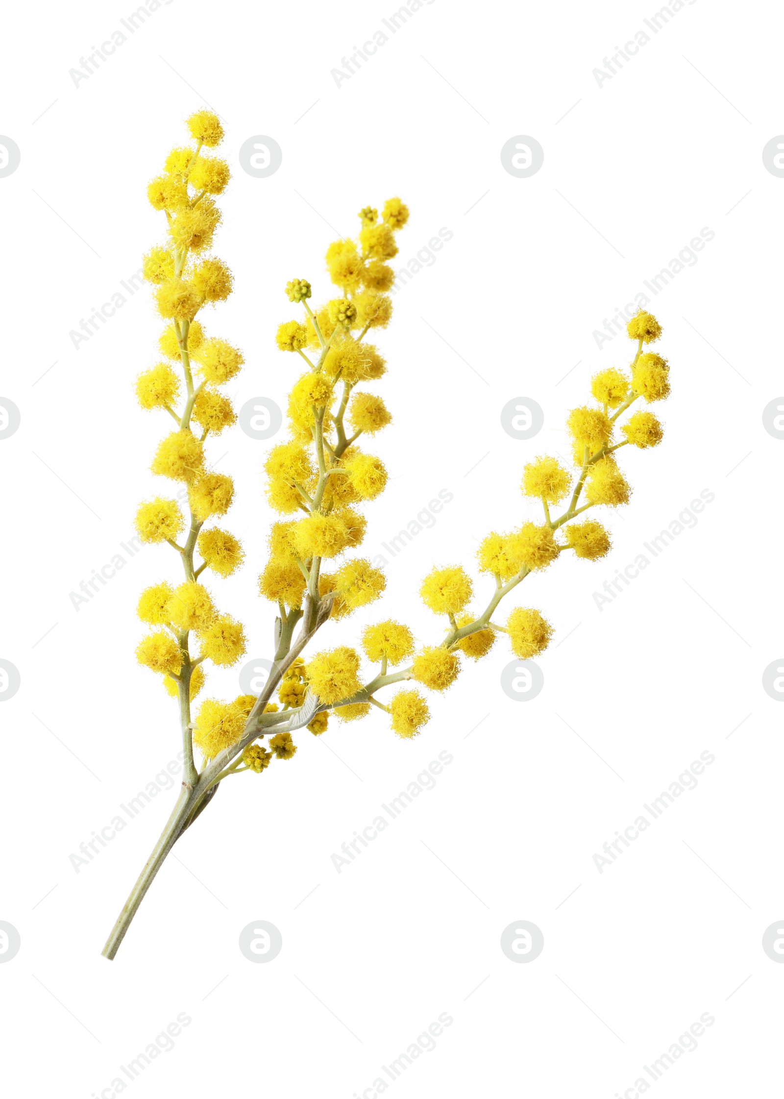 Photo of Beautiful yellow mimosa flowers isolated on white