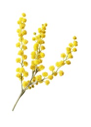 Photo of Beautiful yellow mimosa flowers isolated on white