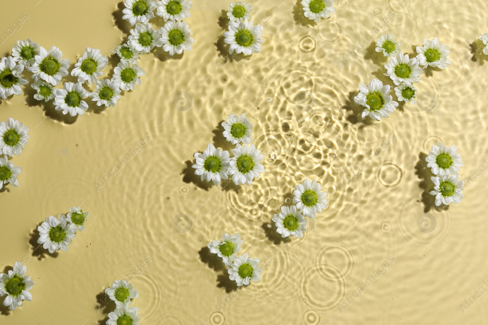 Photo of Beautiful chrysanthemum flowers in water on pale yellow background, top view