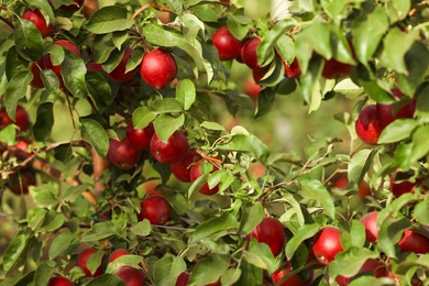 Tree branches with fresh ripe apples outdoors