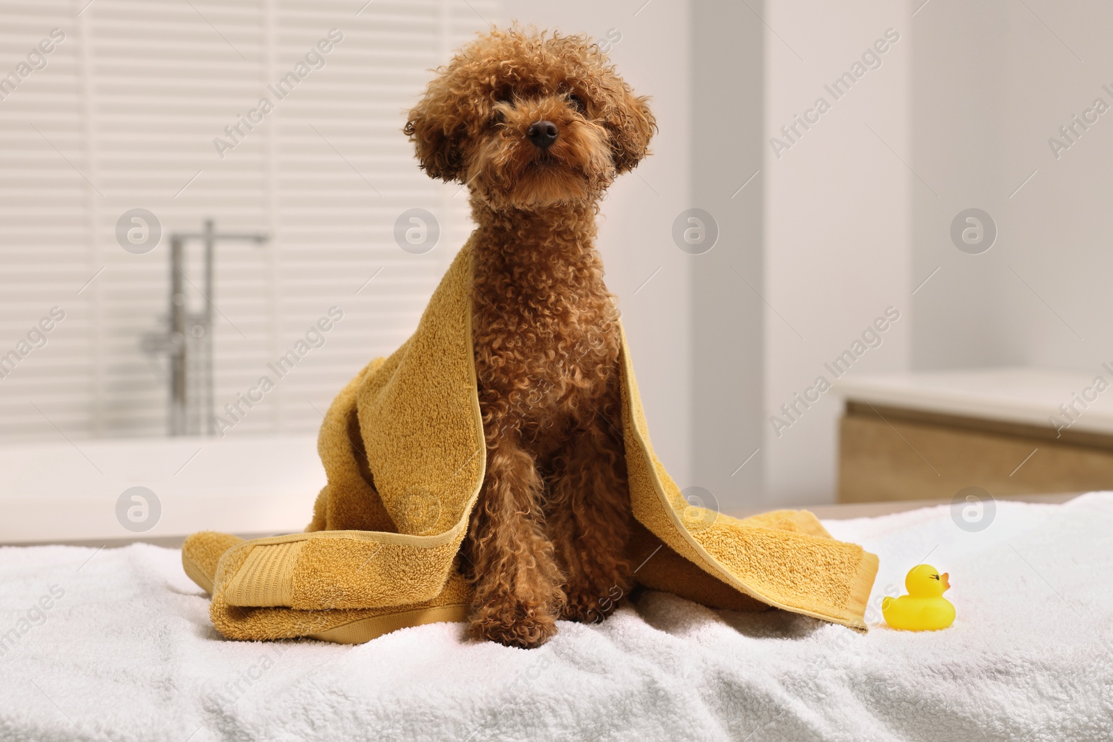 Photo of Cute Maltipoo dog wrapped in towel and rubber duck in bathroom. Lovely pet