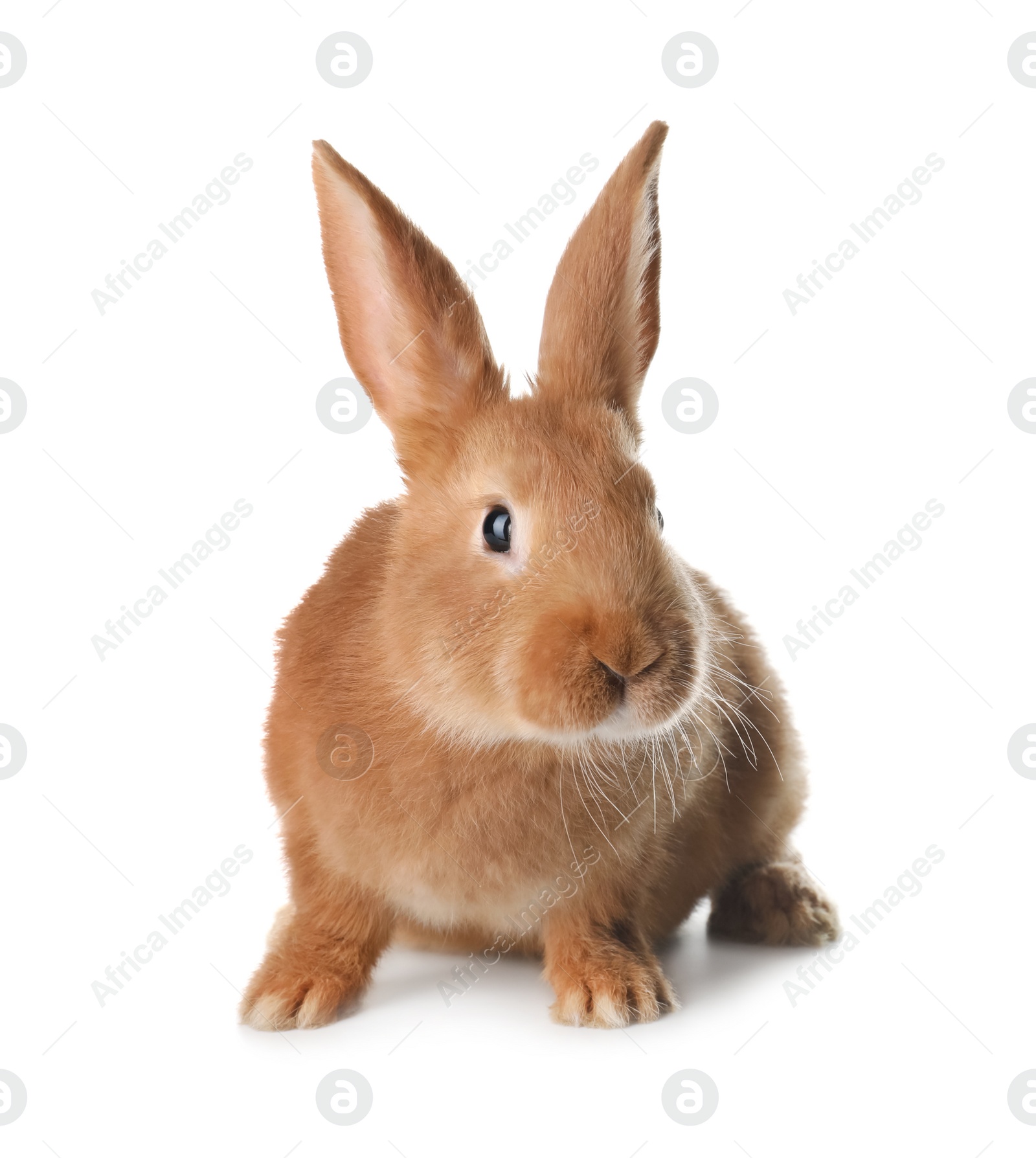 Photo of Cute bunny isolated on white. Easter symbol