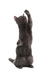 Photo of Adorable grey British Shorthair cat on white background