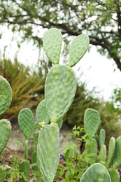 Photo of Beautiful green opuntia cactus growing outdoors. Exotic plant