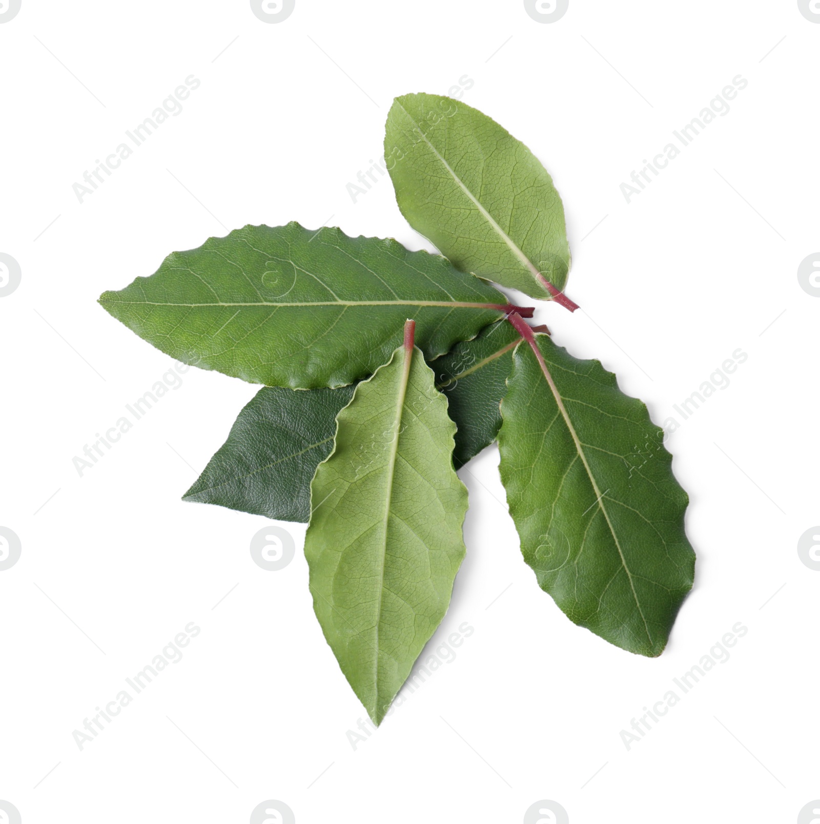 Photo of Fresh bay leaves isolated on white, top view