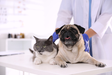 Veterinarian examining cute pug dog and cat in clinic, closeup. Vaccination day