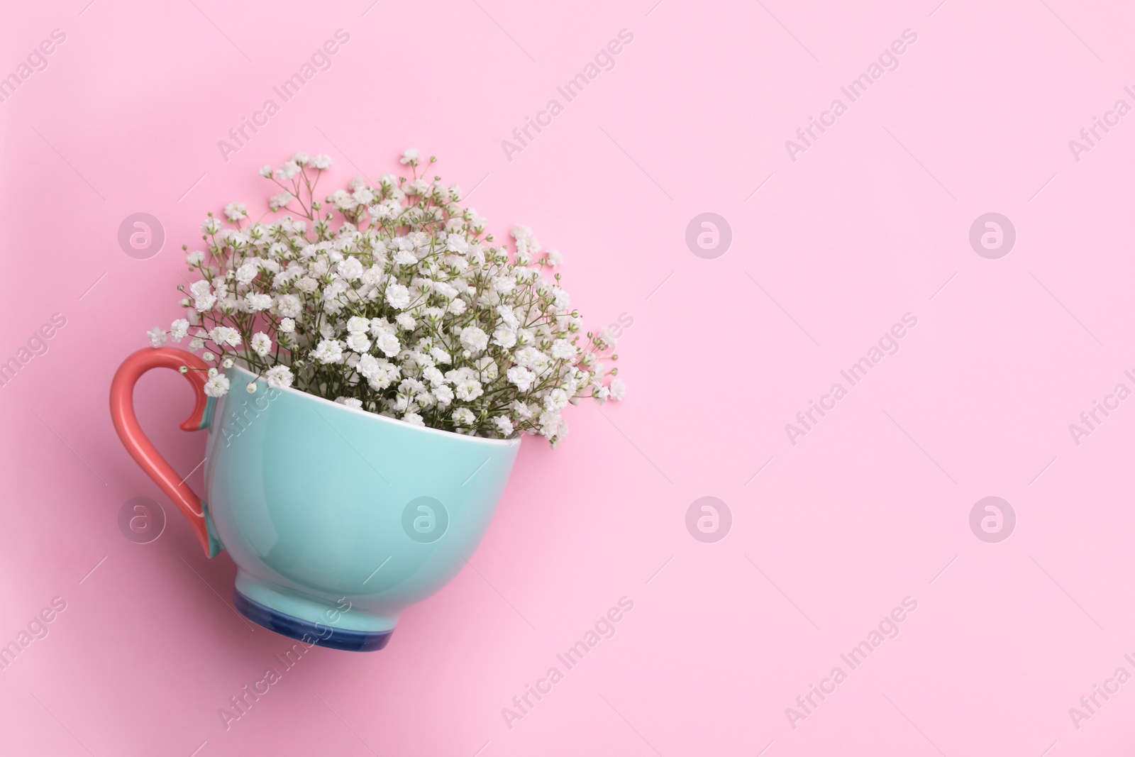 Photo of Beautiful gypsophila in cup on pink background, top view. Space for text