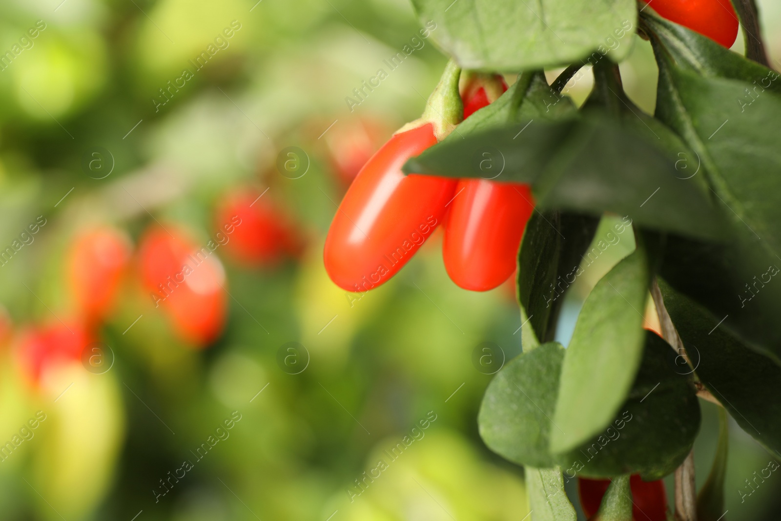 Photo of Branch with ripe fresh goji berries in garden