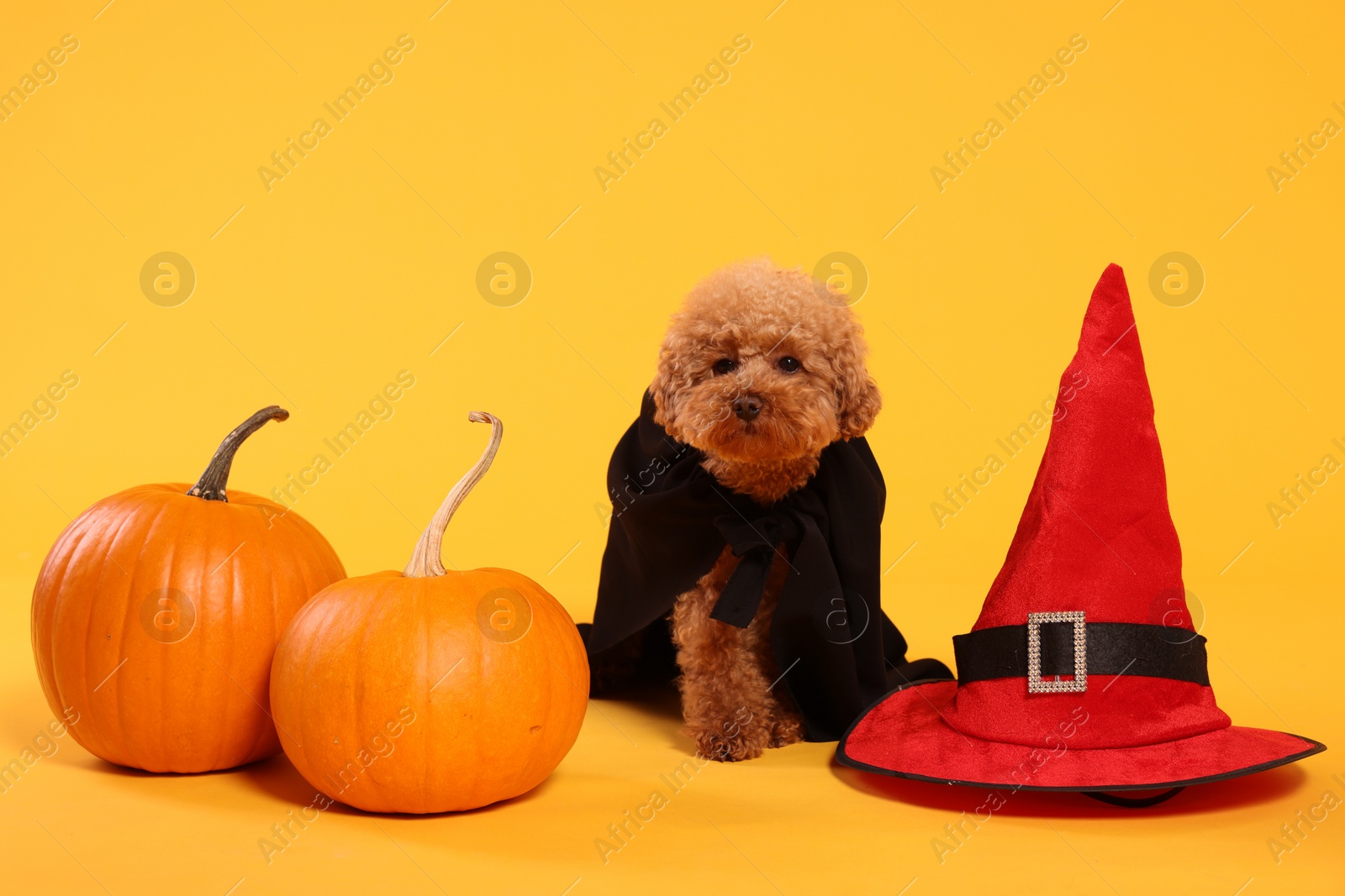 Photo of Cute Maltipoo dog with hat and pumpkins dressed in Halloween costume on orange background