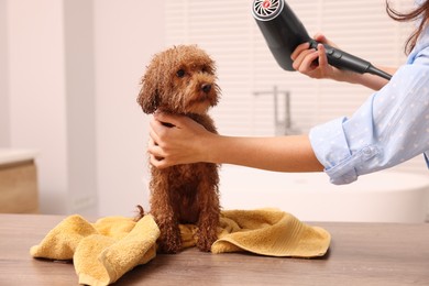 Photo of Woman drying fur of cute Maltipoo dog after washing in bathroom. Lovely pet