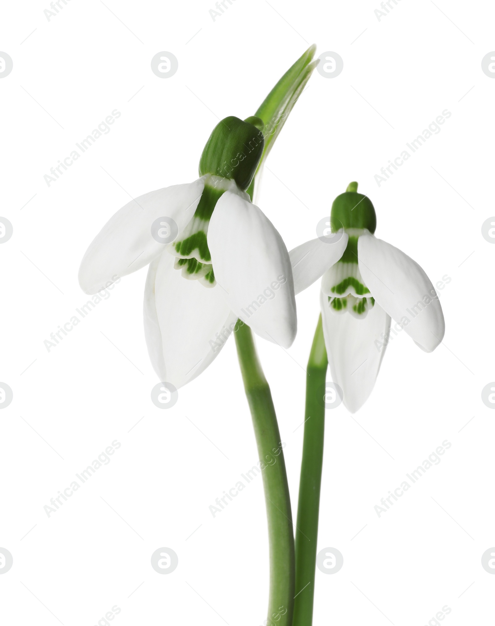 Photo of Beautiful snowdrops on white background. Spring flowers