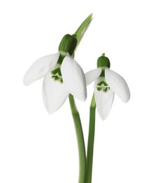 Photo of Beautiful snowdrops on white background. Spring flowers