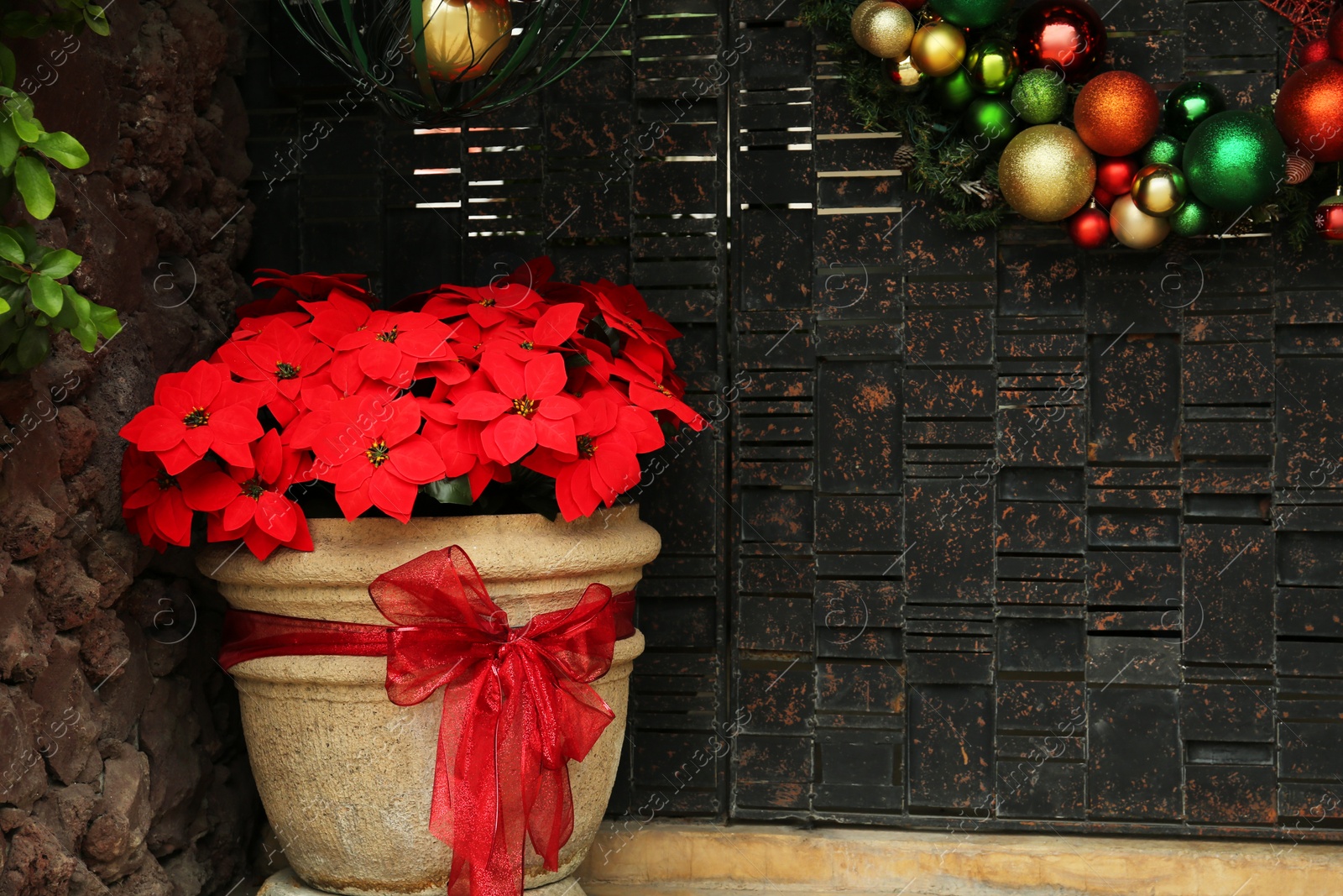 Photo of Christmas traditional poinsettia flower and wreath with colorful baubles near entrance outdoors. Festive street decorations