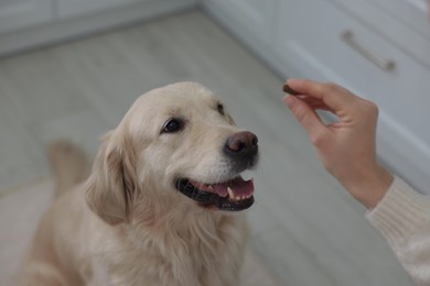 Photo of Woman giving pill to cute dog at home, closeup. Vitamins for animal