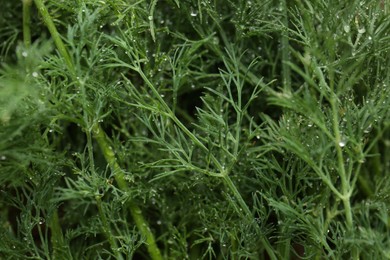Photo of Fresh green dill with water drops as background, closeup
