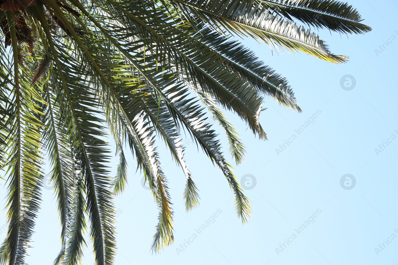 Photo of Beautiful palm tree with green leaves against clear sky, low angle view