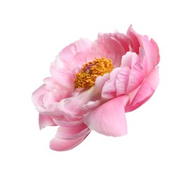 Beautiful pink peony flower isolated on white