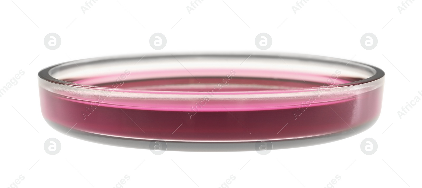 Photo of Petri dish with purple liquid isolated on white