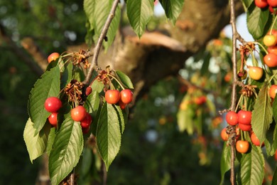 Photo of Cherry tree with green leaves and unripe berries growing outdoors, closeup