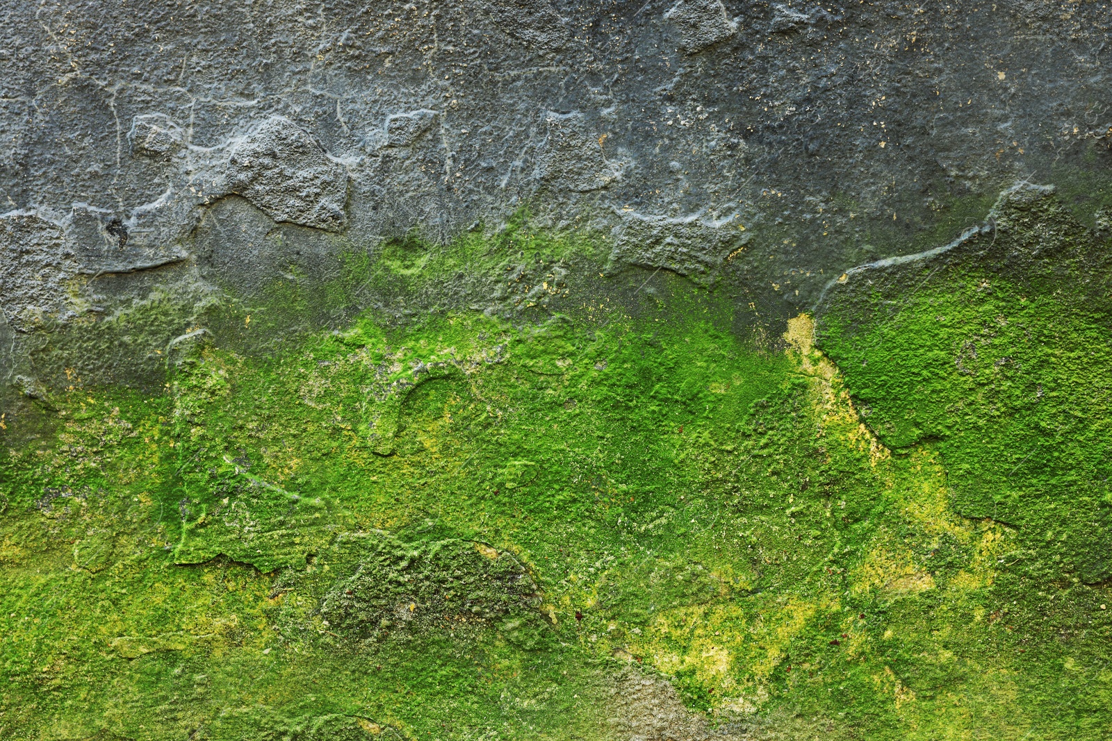 Photo of Textured wall with green moss as background, closeup