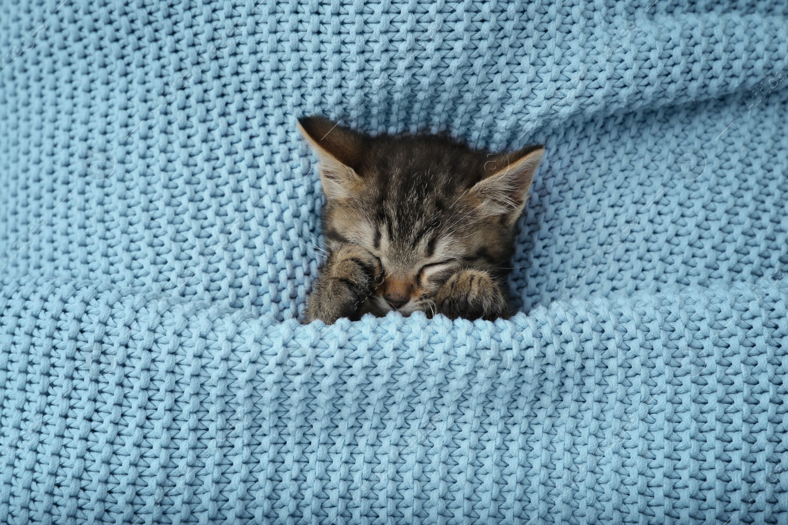 Photo of Cute little kitten sleeping wrapped in light blue knitted blanket, top view