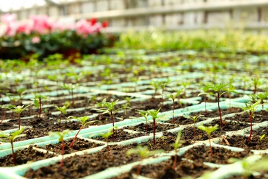 Cultivation trays with soil and fresh seedlings in greenhouse, closeup