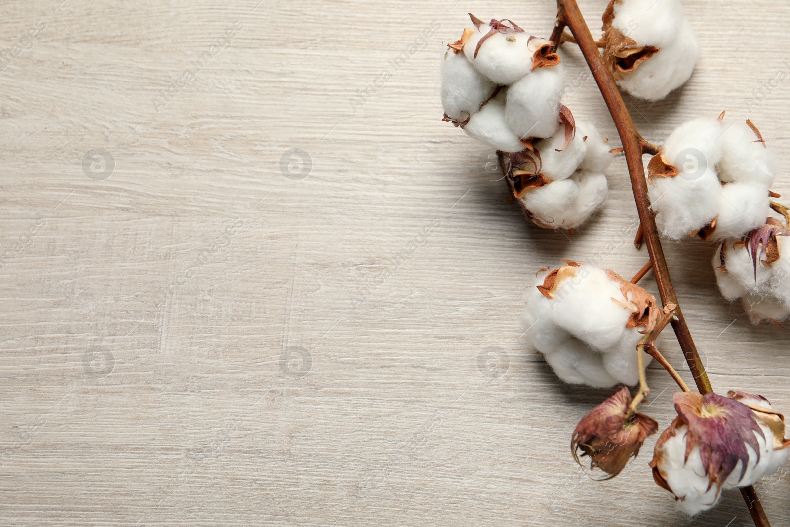 Photo of Dried cotton branch with fluffy flowers on wooden table, top view. Space for text