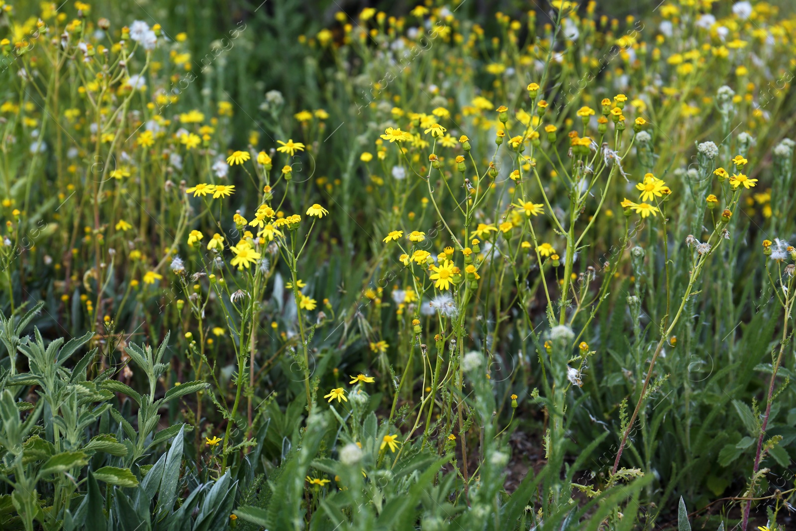 Photo of Different beautiful wildflowers growing in field on spring day