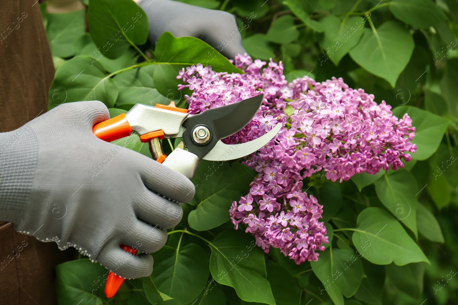 Photo of Gardener pruning lilac branch with secateurs outdoors, closeup