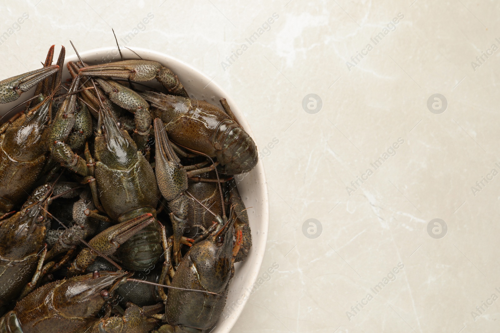 Photo of Fresh raw crayfishes on light grey table, top view. Space for text